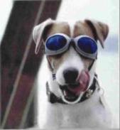 Hund
